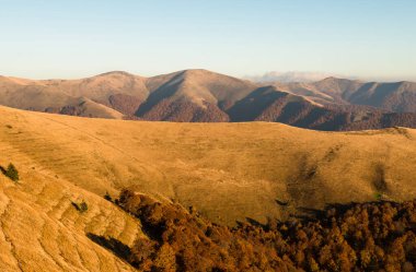 Karpatya Biyosfer Rezervi 'nde sonbahar, koruma altındaki doğal kayın ormanları, Karpatlar Dağları, Ukrayna