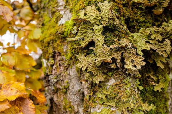 Lobaria pulmonaria lichen Sonbaharda vahşi bir doğal ormandaki kayın ağacında, Karpatya dağlarında, Ukrayna