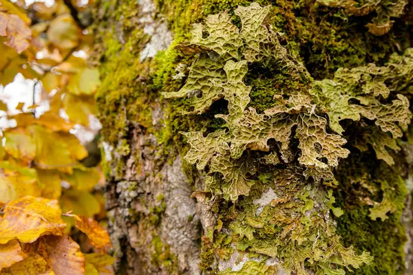Lobaria Pulmonaria Lichen Een Beukenboom Een Wild Natuurlijk Bos Herfst Stockfoto