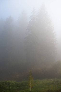 Sonbahar sisli bir günde ladin ağaçları, Ukrayna 'nın Slavsko kasabası yakınlarındaki Karpatlar' ın Beskid bölgesi Dağları