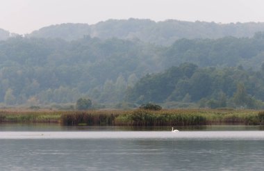 Ukrayna 'da Roztocze rezervi yakınlarında bulutlu bir sabahta yaz manzarası