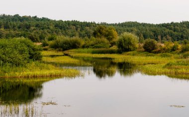 Ukrayna 'da Roztocze rezervi yakınlarında bulutlu bir sabahta yaz manzarası