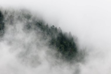 Karpat Dağları 'nın Gorgany bölgesinde yaz manzarası, Ukrayna