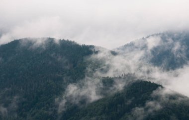 Karpat Dağları 'nın Gorgany bölgesinde yaz manzarası, Ukrayna