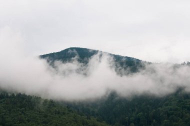 Karpat Dağları 'nın Gorgany bölgesinde yaz manzarası, Ukrayna