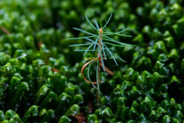 Karpat Dağları 'nın Gorgany bölgesinde yaz ladin ormanında yosun ve genç ladin.