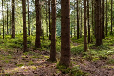 Yaz ladin ormanları, Karpat dağları, Ukrayna