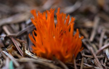Yellow stagshorn (Calocera viscosa) fungus growing in spruce summer forest, Gorgany mountain range of Carpathian Mountains, Ukraine clipart