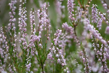 Yazın yaygın fundalık (Calluna vulgaris), Ukrayna 'nın Karpat Dağları' nın Gorgany bölgesi