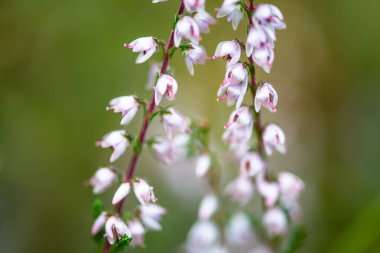 Yazın yaygın fundalık (Calluna vulgaris), Ukrayna 'nın Karpat Dağları' nın Gorgany bölgesi