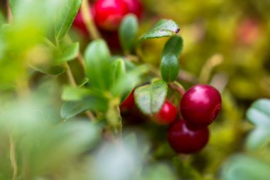 Yazın sonunda Lingonberry (Aşı vitis-idaea), Ukrayna 'nın Karpat Dağları' nın Gorgany bölgesi