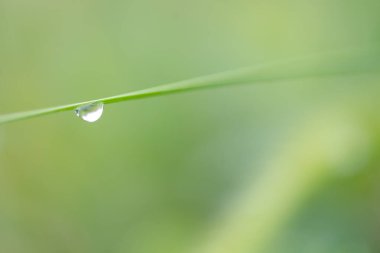Yazın yağan yağmurdan sonra, Karpat Dağları 'nın Gorgany bölgesinde, Ukrayna' nın yeşil çimlere su damlaları düşer.