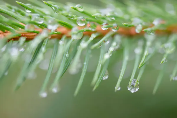 Water drop on the spruce tree branch after the rain in summer, Gorgany region of Carpathian Mountains, Ukraine