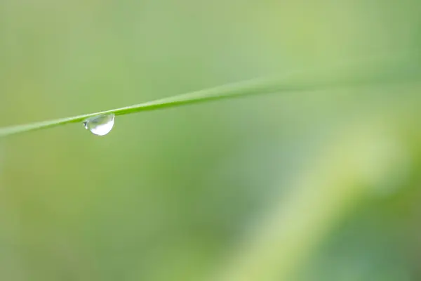 Water drop on the green grass after the rain in summer, Gorgany region of Carpathian Mountains, Ukraine