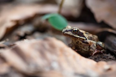 Mağripli kurbağa (Rana arvalis) Ukrayna 'nın ilk bahar ormanlarında