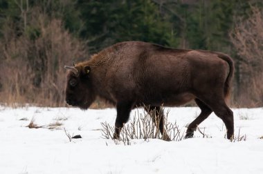 Avrupa bizonu (Bizon bonasusu) kış boyunca Skole Beskids Ulusal Doğa Parkı, Karpat Dağları, Ukrayna