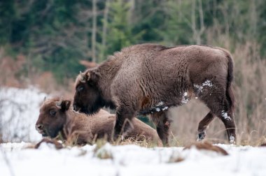Avrupa bizonu (Bizon bonasusu) kış boyunca Skole Beskids Ulusal Doğa Parkı, Karpat Dağları, Ukrayna