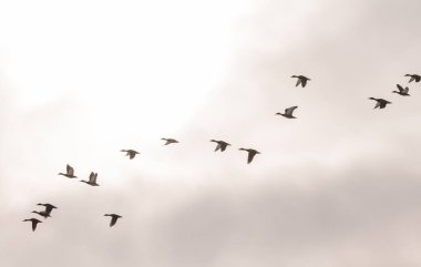 Mallards (Anas platyrhynchos) bir kış günü göl üzerinde uçan Yavoriv Ulusal Doğa Parkı, Ukrayna