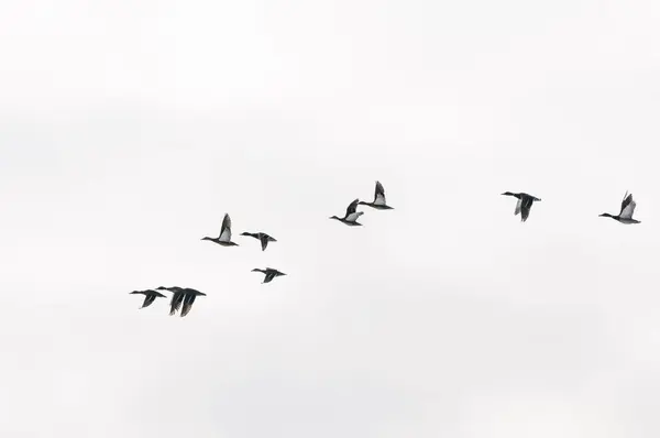 Mallards (Anas platyrhynchos) bir kış günü göl üzerinde uçan Yavoriv Ulusal Doğa Parkı, Ukrayna