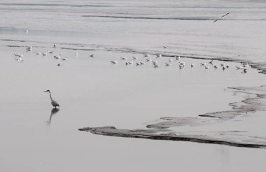 Gri balıkçıl (Ardea cinerea) sonbahar sabahı gölde, Yavoriv Ulusal Doğa Parkı, Ukrayna