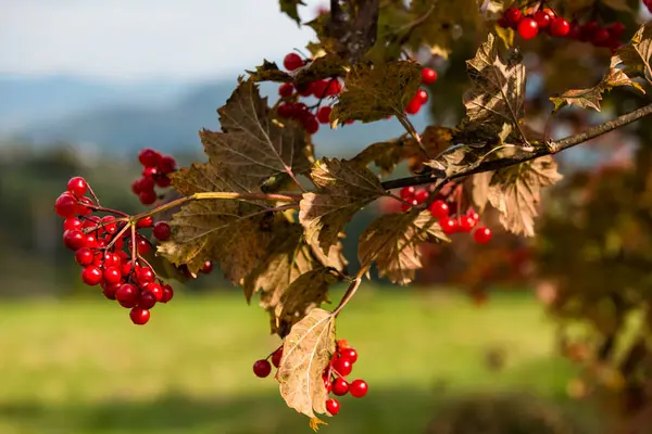 Guelder gülü (Viburnum opulus) sonbaharda, Karpat Dağları, Ukrayna