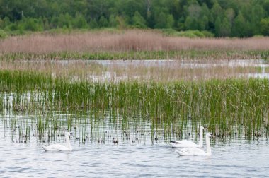İlkbahar sabahı gölde dilsiz kuğular (Cygnus olor), Yavoriv Ulusal Doğa Parkı, Ukrayna