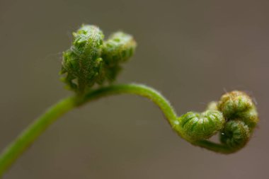 İlkbahar sabahı tek eğreltiotu yaprağı yakın çekimi, Yavoriv Ulusal Doğa Parkı, Ukrayna