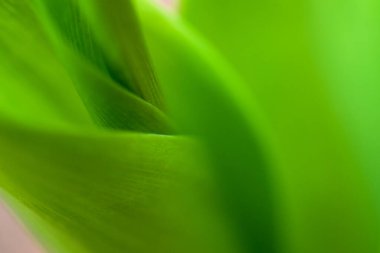 Bahar sabahı bulanık yaprak makrosu, Yavoriv Ulusal Doğa Parkı, Ukrayna