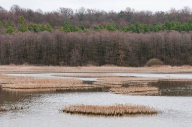 Yavoriv Ulusal Doğa Parkı Yağmurlu bir sabah, Ukrayna