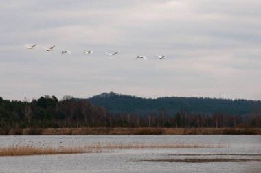 Yavoriv Ulusal Doğa Parkı Yağmurlu bir sabah, Ukrayna