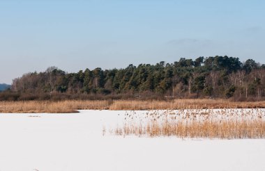 Yavoriv Ulusal Doğa Parkı bir kış sabahı, Ukrayna