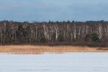 Yavoriv Ulusal Doğa Parkı bir kış sabahı, Ukrayna