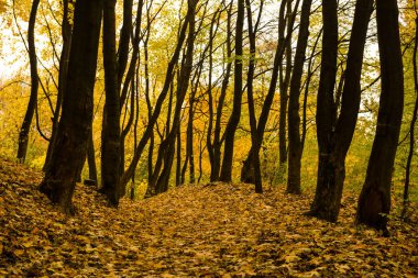 Znesinnia 'da güzel bir sonbahar ormanı Bölgesel Peyzaj Parkı, Lviv, Ukrayna