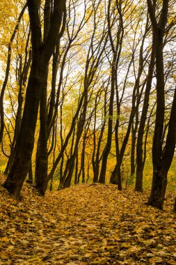 Znesinnia 'da güzel bir sonbahar ormanı Bölgesel Peyzaj Parkı, Lviv, Ukrayna