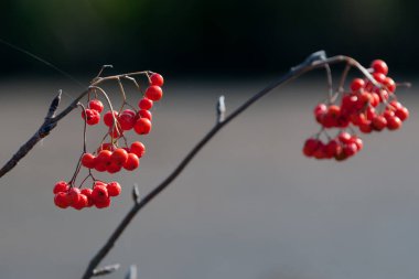 Sonbahar sabahı Rowan çileği (Sorbus aucuparia), Yavoriv Ulusal Doğa Parkı, Ukrayna