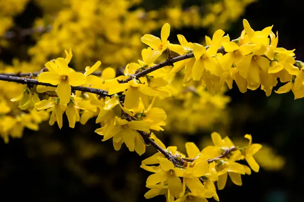 İlkbaharın başlarında Forsythia çalıları, Lviv, Ukrayna