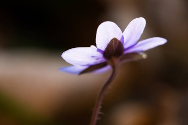 Bahar ormanı Ukrayna 'da yaygın hepatika (Anemone hepatica)