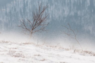Slavsko kasabası yakınlarındaki kış manzarası, Karpat Dağları, Ukrayna