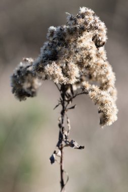 Goldenrod (Solidago) Ukrayna 'nın sonbaharında kurak tohumlar