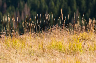 Yaz mevsiminde dağ çayırı, Karpatya 'nın Beskid bölgesi Slavsko kasabası yakınlarındaki Ukrain
