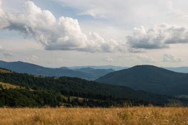 Summer in Beskid region of Carpathians Mountains near Slavsko town, Ukraine clipart