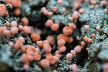 Yazın Pembe Toprak Lichen 'in (Dibaeis baeomyces) meyveli bedenleri, Ukrayna' nın Slavsko kasabası yakınlarındaki Karpatya Dağları Beskid bölgesi