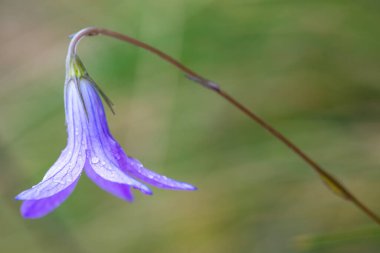 Yazın Çan Çiçeği (Campanula patula), Ukrayna 'nın Slavsko kasabası yakınlarındaki Karpatya Dağları Beskid bölgesi
