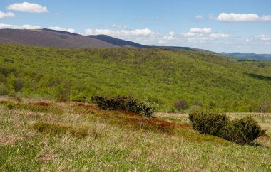 Ukrayna 'nın Pikui Dağı yakınlarındaki Karpatlar' ın Beskid bölgesinde bahar mevsimi