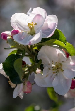Gün ışığında yemyeşil elma çiçek açar, Ukrayna