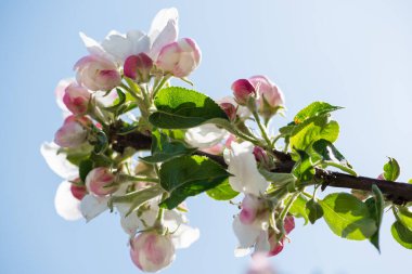 Gün ışığında yemyeşil elma çiçek açar, Ukrayna
