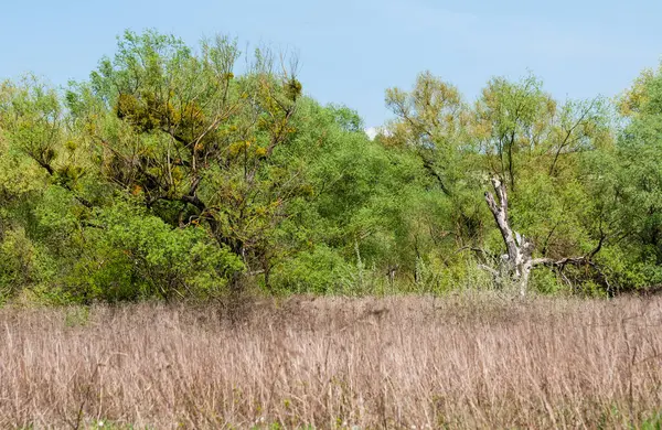 Sabahın erken saatlerinde Dinyester nehri yakınlarındaki Ukrayna 'da bahar manzarası