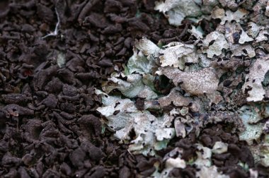 Sonbaharda, Borzava sıradağlarında, Karpat dağlarında, Ukrayna 'da taşın üzerinde farklı turnalar yetişiyor.