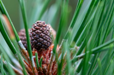 Cüce dağ çamı (Pinus mugo) konili, Karpat dağlarının Gorgany bölgesi, Ukrayna