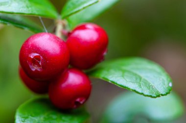 Yazın sonunda Lingonberry (Aşı vitis-idaea), Ukrayna 'nın Karpat Dağları' nın Gorgany bölgesi